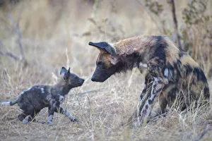 African wild dog (Lycaon pictus) interacting with pup age two months, Okavango Delta African wild dog (Lycaon pictus) interacting with pup age two months, Okavango Delta