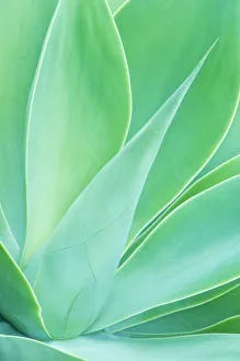 Agave (Agave sp.) leaf close-up detail. Maui, Hawaii, February Agave (Agave sp.) leaf close-up detail. Maui, Hawaii, February
