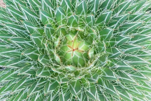 Agave cactus close up abstract (Agave sp) Botanical Garden, San Miguel de Allende Agave cactus close up abstract (Agave sp) Botanical Garden, San Miguel de Allende