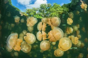 Aggregation of Golden jellyfish (Mastigias sp Aggregation of Golden jellyfish (Mastigias sp