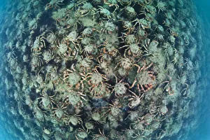 Aggregation of Spider crabs (Maja squinado) in shallow water off Burton Bradstock Aggregation of Spider crabs (Maja squinado) in shallow water off Burton Bradstock