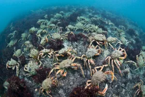 Aggregation of Spider crabs (Maja squinado) in shallow water off Burton Bradstock, Dorset Aggregation of Spider crabs (Maja squinado) in shallow water off Burton Bradstock, Dorset
