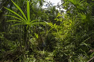 Aguaje palm swamp (Mauritia flexuosa) Maijuna Indigenous Community, Rainforest, Sucusari Aguaje palm swamp (Mauritia flexuosa) Maijuna Indigenous Community, Rainforest, Sucusari