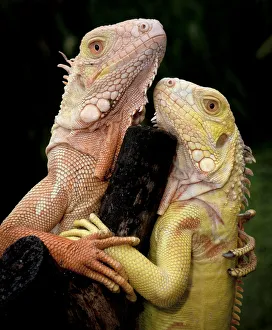 Albino Common Iguana (Iguana iguana) captive pair from Tom Crutchfields collection Albino Common Iguana (Iguana iguana) captive pair from Tom Crutchfields collection