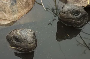 Aldabra Giant Tortoises (Aldabrachelys gigantea) resting in a pool to keep cool Aldabra Giant Tortoises (Aldabrachelys gigantea) resting in a pool to keep cool