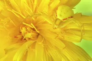 Goldenrod crab spider print, camouflaged on yellow flower