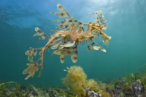 Australian Marine Life Prints: A Leafy Seadragon (Phycodurus eques), photographed from below. Wool Bay Jetty, Edithburgh