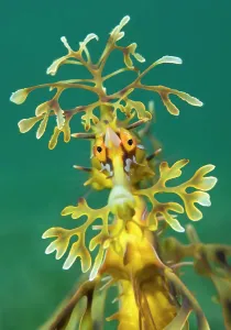 Camouflage Prints: Leafy seadragon Print, Wool Bay Jetty, Edithburgh