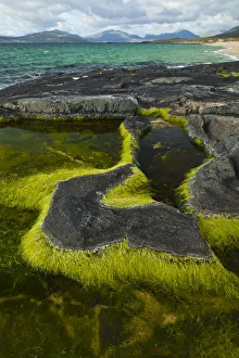 Algae growing in a pool on a rock, Scarista Beach, Sound of Taransay, South Harris Algae growing in a pool on a rock, Scarista Beach, Sound of Taransay, South Harris