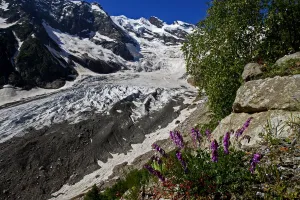 Alibek glacier in Alibek vally with Purple trefoil (Trifolium) growing in the foreground Alibek glacier in Alibek vally with Purple trefoil (Trifolium) growing in the foreground