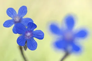 Alkanet flowers (Anchusa sp) Menorca, Balearic Islands, Spain, Europe Alkanet flowers (Anchusa sp) Menorca, Balearic Islands, Spain, Europe