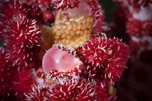 Allied cowrie (Diminovula punctata) on a soft coral (Dendronepthya sp Allied cowrie (Diminovula punctata) on a soft coral (Dendronepthya sp