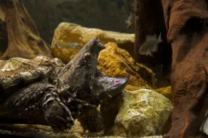 Alligator snapping turtle (Macroclemys temmincki) fishing by luring a fish with the vermiform Alligator snapping turtle (Macroclemys temmincki) fishing by luring a fish with the vermiform
