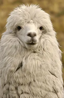 Alpaca head portrait {Lama pacos} Andes, Ecuador Alpaca head portrait {Lama pacos} Andes, Ecuador