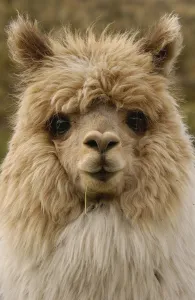 Alpaca head portrait{Lama pacos} Andes, Ecuador Alpaca head portrait{Lama pacos} Andes, Ecuador
