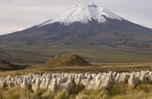 Alpaca herd {Lama pacos} at base of Cotopaxi Volcano, Andes, Ecuador. Paramo habitat Alpaca herd {Lama pacos} at base of Cotopaxi Volcano, Andes, Ecuador. Paramo habitat