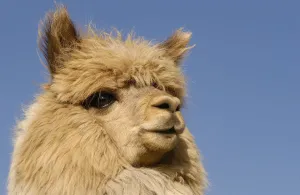 Llamas alpacas/alpaca lama pacos head portrait andes ecuador Llamas alpacas/alpaca lama pacos head portrait andes ecuador