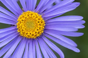 Alpine Aster (Aster alpinus), Nordtirol, Austrian Alps. July Alpine Aster (Aster alpinus), Nordtirol, Austrian Alps. July