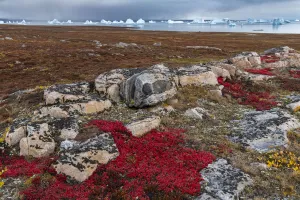 Alpine bearberry (Arctous alpina) on tundra in autumn and boulderrs at Sydkapp Alpine bearberry (Arctous alpina) on tundra in autumn and boulderrs at Sydkapp