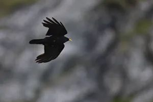 Alpine chough (Pyrrhocorax graculus) in flight, Hohe Tauern National Park, Austria Alpine chough (Pyrrhocorax graculus) in flight, Hohe Tauern National Park, Austria