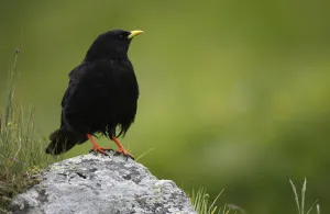 Alpine chough (Pyrrhocorax graculus) on a rock, Hohe Tauern National Park, Austria Alpine chough (Pyrrhocorax graculus) on a rock, Hohe Tauern National Park, Austria