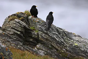 Two Alpine choughs (Pyrrhocorax graculus) on a rock, Hohe Tauern National Park, Austria Two Alpine choughs (Pyrrhocorax graculus) on a rock, Hohe Tauern National Park, Austria