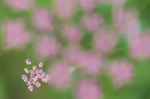 Alpine lovage (Ligusticum mutellina) flower head with one cluster in focus, Liechtenstein Alpine lovage (Ligusticum mutellina) flower head with one cluster in focus, Liechtenstein