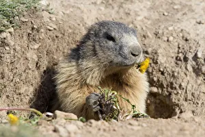 Alpine Marmot (Marmota marmota) eating Dandelion, Alpes de Hautes Provence, France Alpine Marmot (Marmota marmota) eating Dandelion, Alpes de Hautes Provence, France