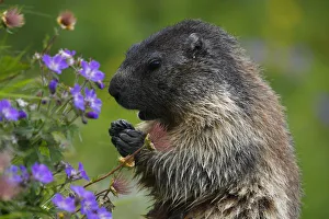 Alpine marmot (Marmota marmota) feeding on flowers, Hohe Tauern National Park, Austria Alpine marmot (Marmota marmota) feeding on flowers, Hohe Tauern National Park, Austria