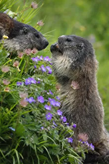 Alpine marmots (Marmota marmota) feeding on flowers, Hohe Tauern National Park, Austria Alpine marmots (Marmota marmota) feeding on flowers, Hohe Tauern National Park, Austria