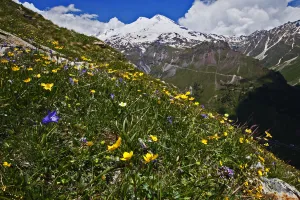 Alpine meadow with flowers, Mount Elbrus in the distance, Caucasus, Russia, June 2008 Alpine meadow with flowers, Mount Elbrus in the distance, Caucasus, Russia, June 2008