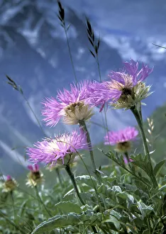 Alpine meadows with Caucasian scabious (Scabiosa caucasica) in Bezengi gorge, July, 3000m Alpine meadows with Caucasian scabious (Scabiosa caucasica) in Bezengi gorge, July, 3000m