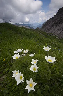 Alpine pasqueflowers (Pulsatilla alpina) in flower, Liechtenstein, June 2009 Alpine pasqueflowers (Pulsatilla alpina) in flower, Liechtenstein, June 2009
