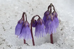Alpine Snowbell (Soldanella alpina) flowering in snow, above Madoona di Campiglio Alpine Snowbell (Soldanella alpina) flowering in snow, above Madoona di Campiglio