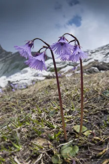 Alpine Snowbell (Soldanella alpina) in flower, above Madoona di Campiglio, Brenta Dolomites Alpine Snowbell (Soldanella alpina) in flower, above Madoona di Campiglio, Brenta Dolomites