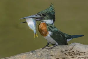 Amazon kingfisher (Chloroceryle amazona) with fish, Cuiaba Amazon kingfisher (Chloroceryle amazona) with fish, Cuiaba