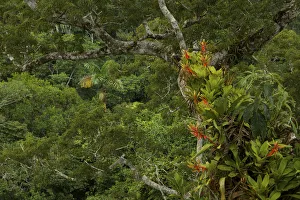 Amazon rainforest canopy view with flowering Bromeliad epiphytes growing on a branch Amazon rainforest canopy view with flowering Bromeliad epiphytes growing on a branch