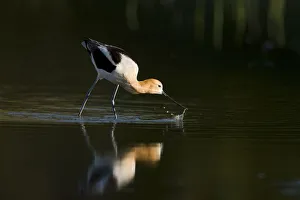 American avocet (Recurvirostra americana), adult in breeding plumage foraging by sweeping American avocet (Recurvirostra americana), adult in breeding plumage foraging by sweeping