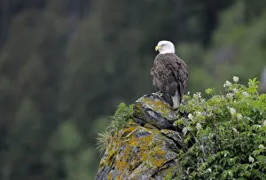 American bald eagle (Haliaeetus leucocephalus) perched on cliff, Alaska, USA, June American bald eagle (Haliaeetus leucocephalus) perched on cliff, Alaska, USA, June