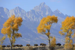 American Bison (Bison bison) in habitat, Grand Teton National Park, Wyoming, USA, October American Bison (Bison bison) in habitat, Grand Teton National Park, Wyoming, USA, October
