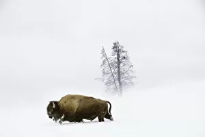 Bison Collection: American bison (Bison bison) male walking through deep snow