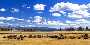 American buffalo (Bison bison) herd. Yellowstone National Park, Wyoming, USA American buffalo (Bison bison) herd. Yellowstone National Park, Wyoming, USA