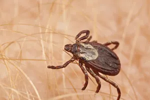 American dog tick (Dermacentor variabilis) adult female, PA, Morris Arboretum, Philadelphia American dog tick (Dermacentor variabilis) adult female, PA, Morris Arboretum, Philadelphia