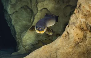 American eel (Anguilla rostrata) in a spring-fed cave, Florida, USA American eel (Anguilla rostrata) in a spring-fed cave, Florida, USA