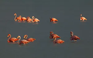 American Flamingo (Phoenicopterus ruber), Ria Lagartos Biosphere Reserve, Yucatan Peninsula American Flamingo (Phoenicopterus ruber), Ria Lagartos Biosphere Reserve, Yucatan Peninsula