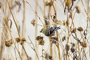 American Goldfinch (Carduelis tristis) female feeding on flower seeds, Bosque del Apache American Goldfinch (Carduelis tristis) female feeding on flower seeds, Bosque del Apache