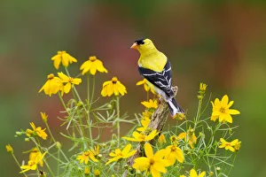 American Goldfinch (Carduelis tristis) male, perched amid yellow Threadleaf Coreopsis American Goldfinch (Carduelis tristis) male, perched amid yellow Threadleaf Coreopsis