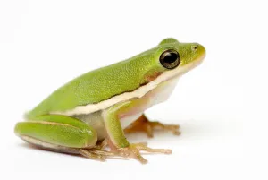 American green tree frog {Hyla cinerea} American green tree frog {Hyla cinerea}