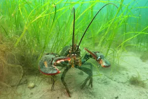 American lobster (Homarus americana) in eelgrass (Zostera marina). Nova Scotia, Canada American lobster (Homarus americana) in eelgrass (Zostera marina). Nova Scotia, Canada