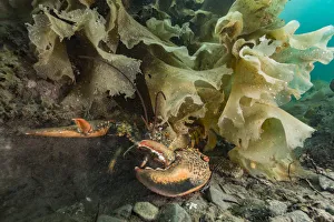 American / Northern lobster (Homarus americanus) partially hidden under seaweed American / Northern lobster (Homarus americanus) partially hidden under seaweed